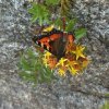 IMG-20170622-WA0049