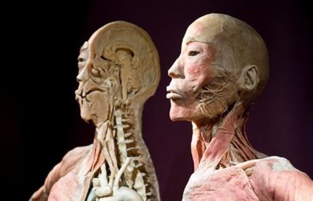 kit51886c_human_body_dsc_0643