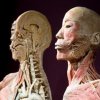 kit51886c_human_body_dsc_0643