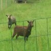 img-20180615-wa0020