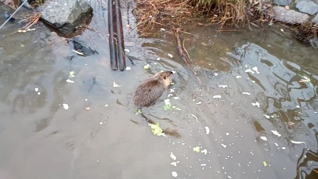 VID_20210202_103634_exported_4949_1612287038379