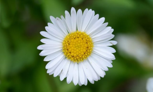 1385px bellis march 2014 1 780x470