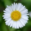 1385px-bellis_march_2014-1-780x470