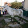 IMG_20220420_085758_219