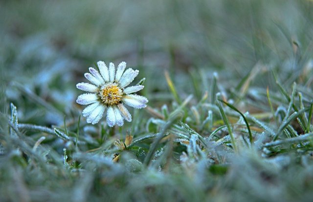 daisy 3942600 960 720
