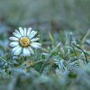 daisy-3942600_960_720